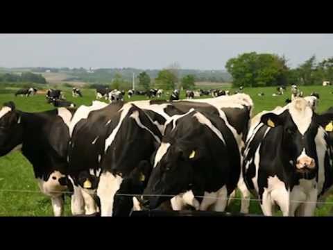 , title : 'DairyKey - Importazione Bovini da Latte e da Carne'