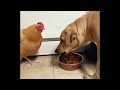 Chicken Steals Dogs Food