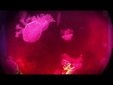 "Твоя дорога" - Очень красивая Мощная Музыка для души, Это невероятно удивительный трек