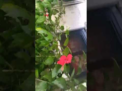 my vougainvillas flowers