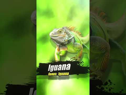 The Lizard Tier List - Rapid Fire Edition #animals #wildlife #trendingshorts #tierlist