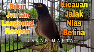 Download lagu Masteran Jalak Nias Gacor Untuk Jalak Nias Muda Bikin Cepat Niru Kicaun Jalak Nias mp3