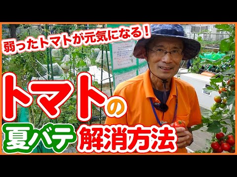 重炭酸ナトリウムによるトマトの疫病の治療。庭での白い粉の10の使い方  庭園