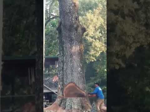 Tree Service Eden Nc