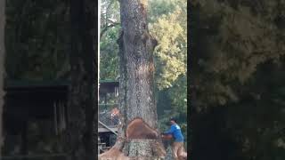 Tree Service in Edén North Carolina