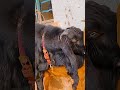 This Is The Second Hardest Job After Raising Sheep 115