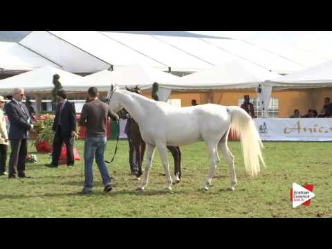 N.117 ALTAIR DEL NINFEO - Arezzo 2015 - Futurity Colts (Class 14)