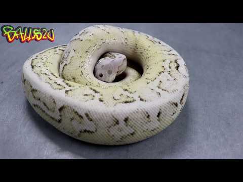 BASE MORPH: The Cryptic gene and featuring The Puzzle gene