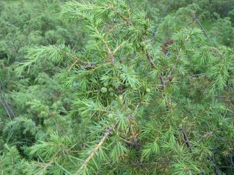 Wacholder, schwach giftig