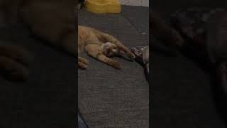 クワガタがお気に入りの猫