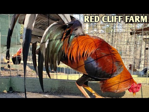 Pure Sweater Yellow leg hatch Grey - RED CLIFF FARM