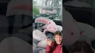 Download lagu The Axolotl is WEIRD mp3 Download lagu The Axolotl is WEIRD mp3