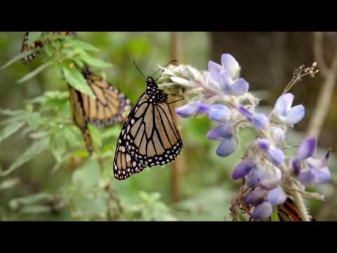 Tesoros de México — Mariposa Monarca