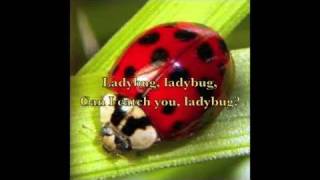 BUTTERFLY - Jennifer Gasoi (with lyrics)