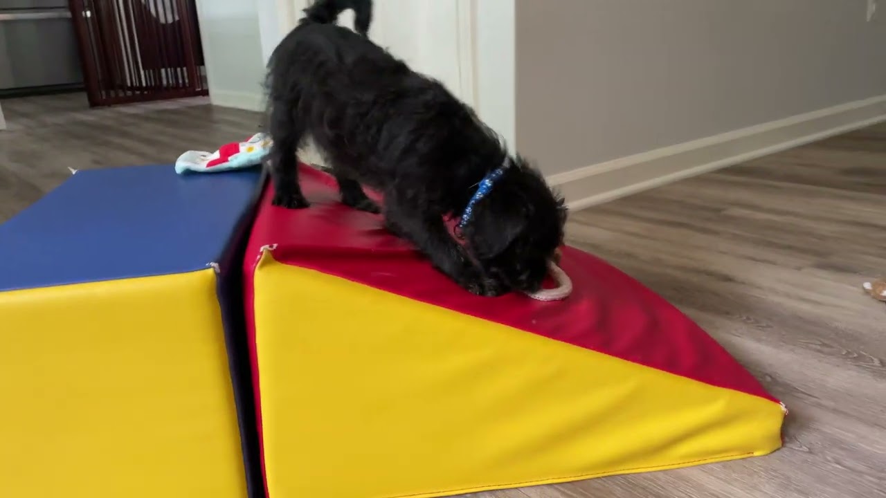 Enlarge Houston (watch my video) , a ADOPTABLE mixed breed in Ellicott City, MD video 6/6