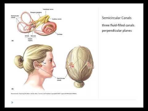 OSSM Neuro Chapter 11 - The Vestibular System
