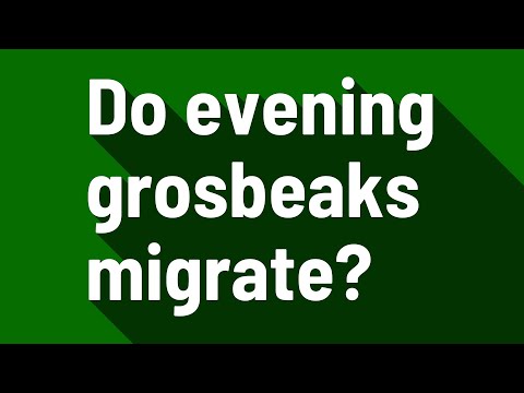 Do evening grosbeaks migrate?