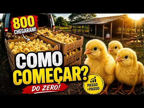 O início de uma GRANJA DE SUCESSO entrega de 800 FRANGUINHAS POEDEIRAS