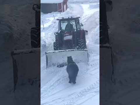 Car and tractor VS pony🚜 #tractor #pony #horse #shorts #car