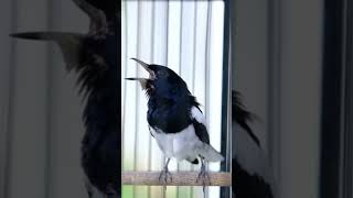 Download lagu KACER GACOR NGEPLONG | PANCINGAN KACER KONSLET [01] #kacerbongkarisian #birds #kicaumania mp3