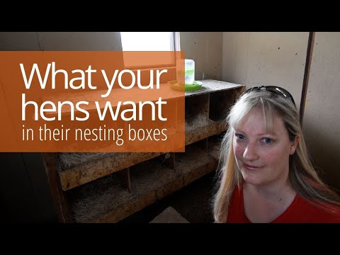 Nesting box material: What your hens want