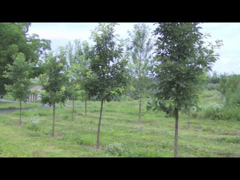 download lagu mp3 mp4 Swamp White Oak Trees For Sale, download lagu Swamp White Oak Trees For Sale gratis, unduh video klip Swamp White Oak Trees For Sale