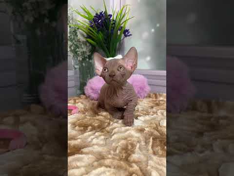 Wrinkle lovely bambino baby ❤️😍💜😘