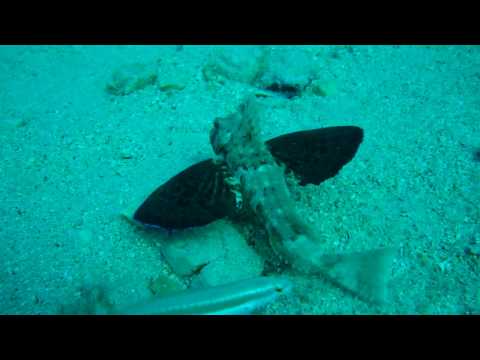 The fish has legs and wings - RYBA MÁ NOHY A KŘÍDLA