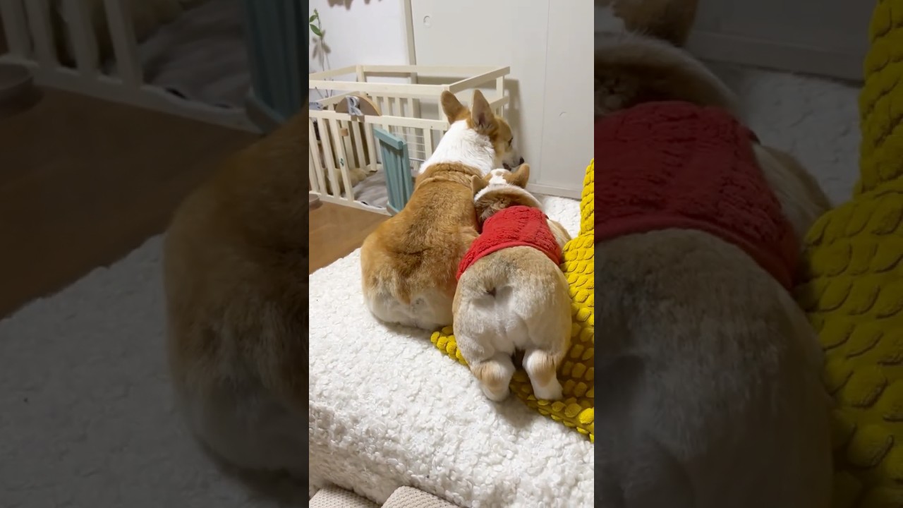 ぷりぷりおしりから始まるコーギーバトル！