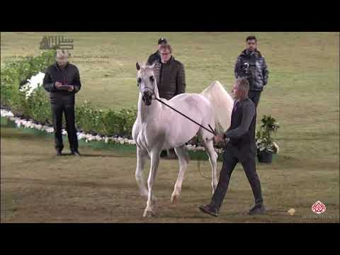 N.317 WH YORK - 2020 PSAIAHF Al Khalediah Show - Stallions 10+ Years Old (Class 12)