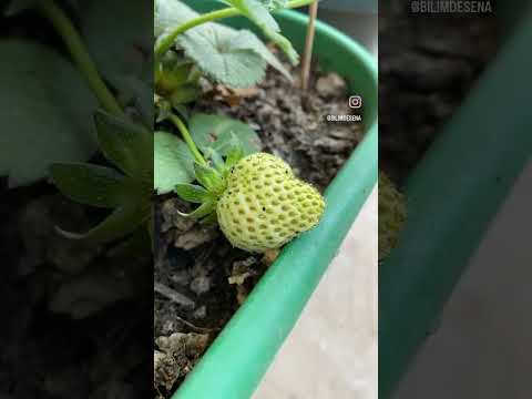 Çilek 🍓 serüveni