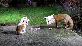 Okayu cat and Fubuki fox fight for food | Animal hololive