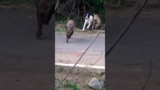 Download lagu Aksi Babi hutan Kejar kejaran mp3