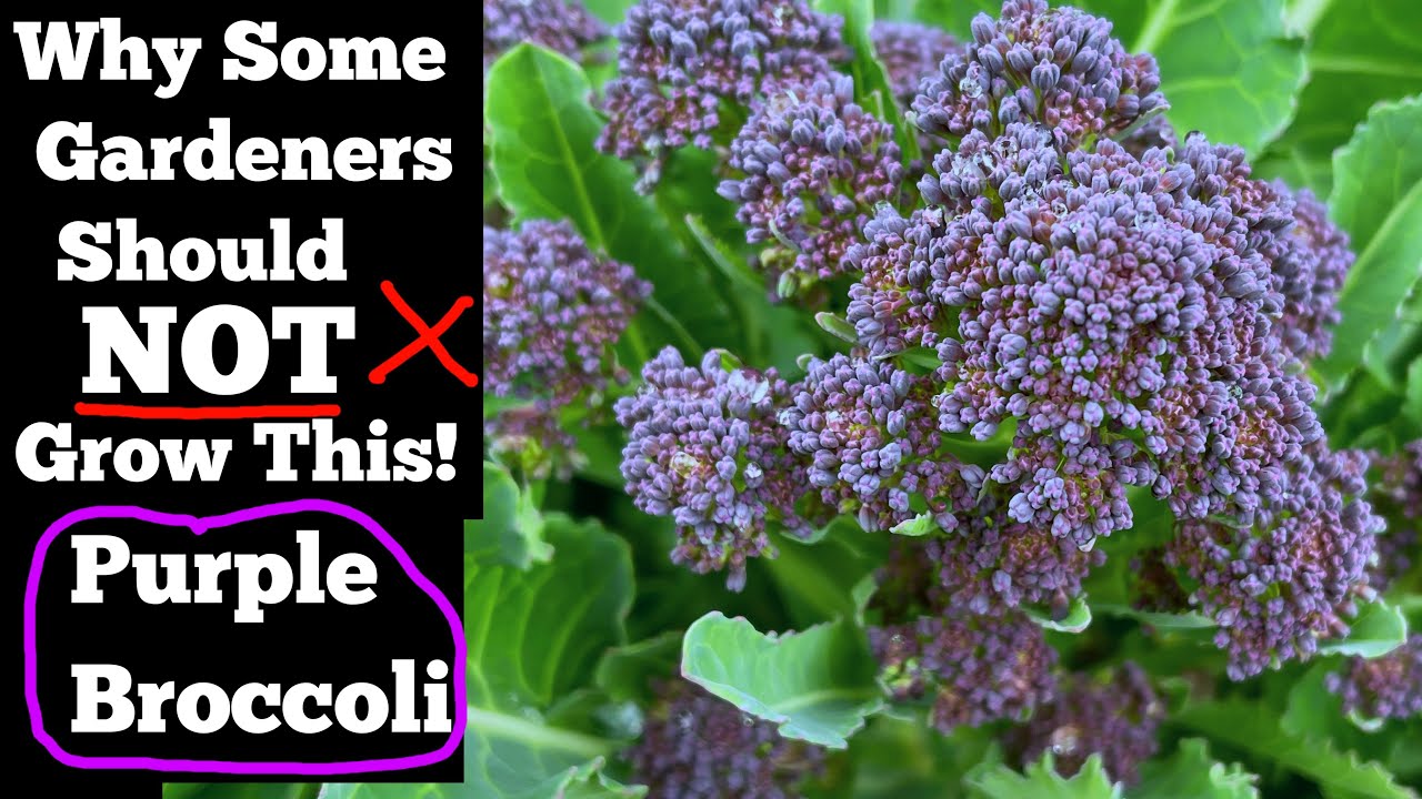 How to Grow Broccoli * Delicious PURPLE Sprouting Broccoli as Garden Perennial Container Gardening