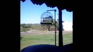 PARDO 151 TEMPORADA 2013/2014