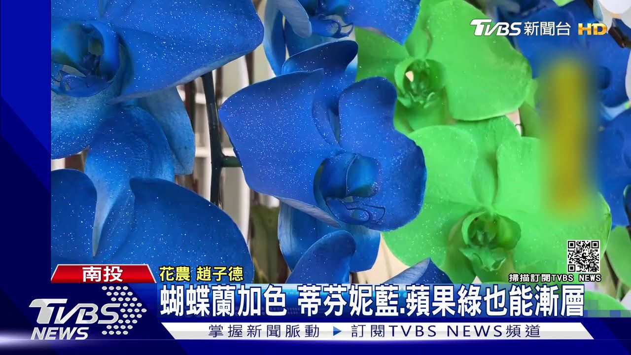 蝴蝶蘭加色 蒂芬妮藍、蘋果綠也能漸層