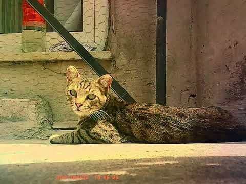 Büşra Kayıkçı - Madde 42 #shorts