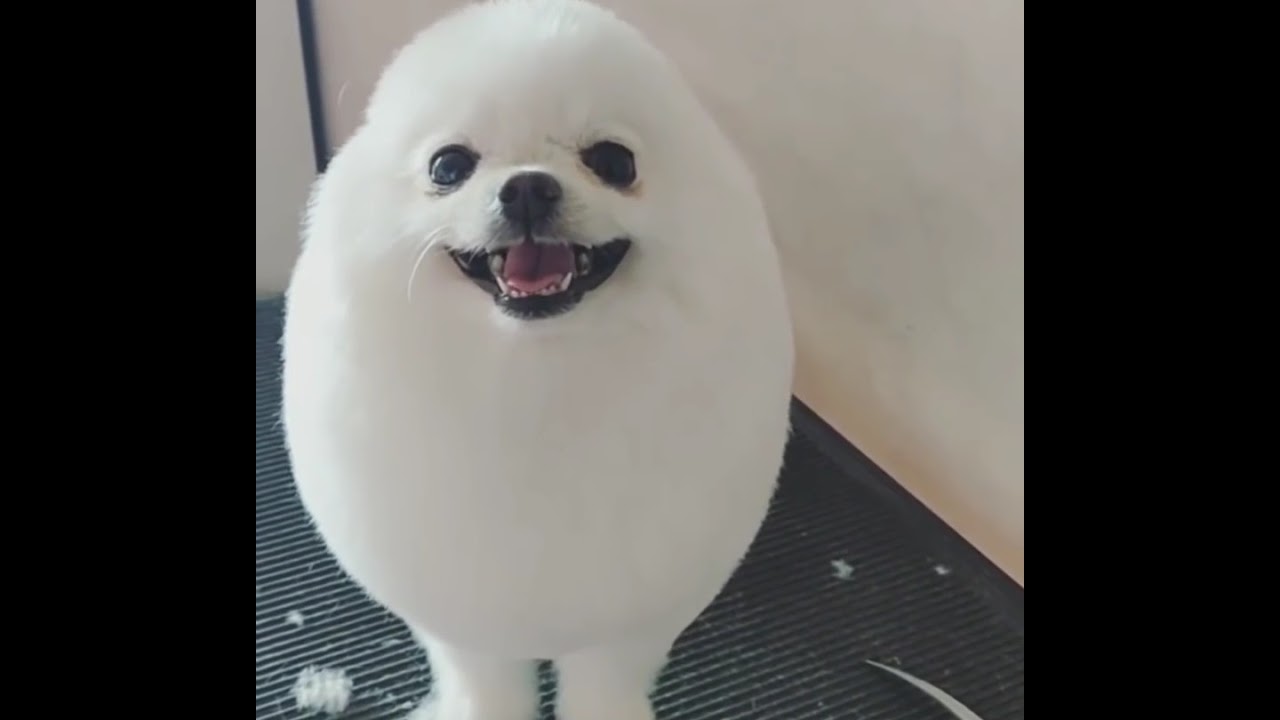 Eggdog so fine and cute