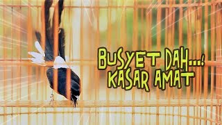 Download lagu AUTO EMOSI DENGAN MURAI BATU GACOR TEMBAKAN KASAR INI mp3
