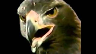 John Denver / The Eagle and The Hawk [1971]