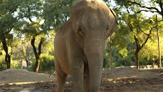 Mara the elephant leaves Argentina for Brazil sanctuary | AFP