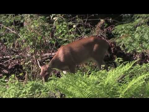 Deer Drivers Caution