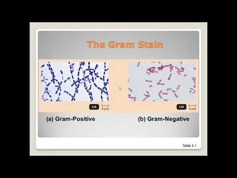 Microbiology Chapter 4 Part B