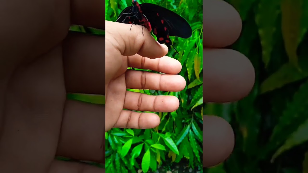 YouTube Short thumbnail