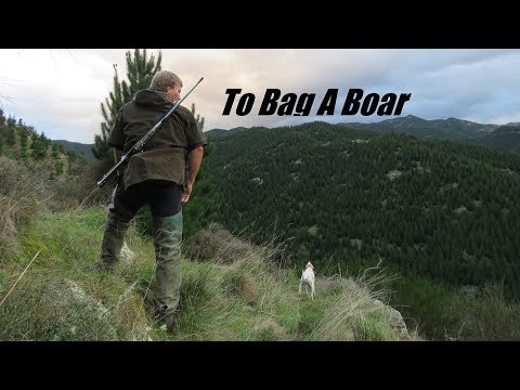 To Bag a Boar. New Zealand Pig Hunting~Clay Tall Stories