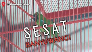 Download lagu CUCAK IJO SESAT‼️SABET JUARA 1 M3 SUBDENPOM BC JEMBER mp3 Download lagu CUCAK IJO SESAT‼️SABET JUARA 1 M3 SUBDENPOM BC JEMBER mp3