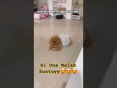 una suntuy 😍😍 #lunatoypoodle #una #luna #anjingimut #anjingpintar #poodle #gukguk #una  #toypoodle