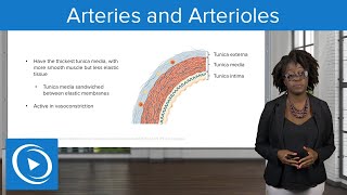 Arteries and Arterioles