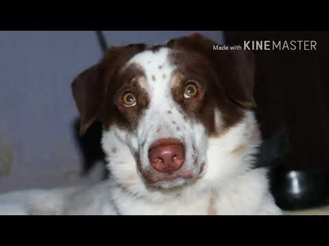 My Lovely dog Teddy 🐶 PADMASHALI AMARNATH.S