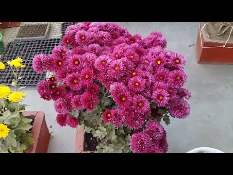 Chrysanthemum Plant Care